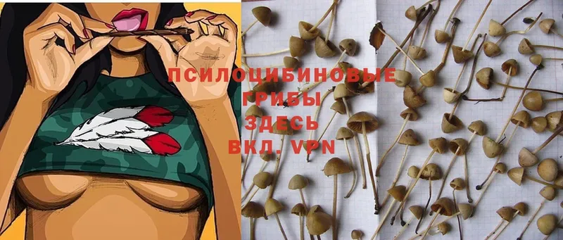 купить наркотики сайты  Апрелевка  ОМГ ОМГ как войти  Псилоцибиновые грибы Cubensis 